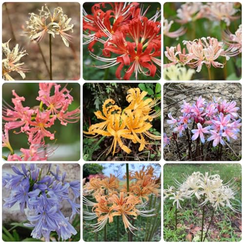 bulbi di giglio ragno - lycoris radiata - esotiche resistenti rossa di aconito invernale, balcone rare, balcone esotiche, 6pcs