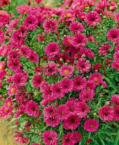 Aster novae-angliae 'Rubinschatz' 11x11 cm Topf – Winterhart, Mehrjährig, Pflegeleicht – Herbstaster – Beetstaude für Garten & Staudenbeet