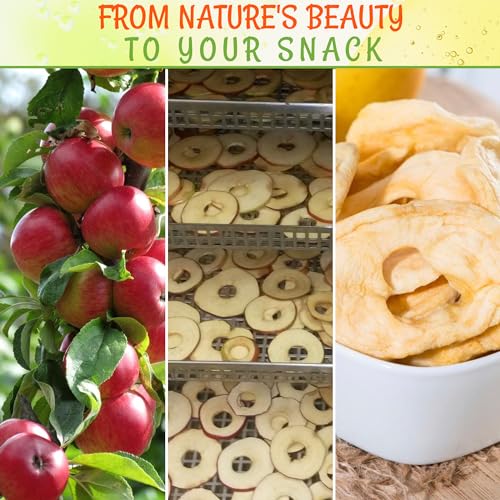 Oh! Nuts Dried Apple | 26 Oz - Dried Fruit Rings thumb #3