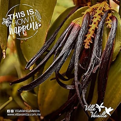 Villa Vainilla Mexican Vanilla Beans - All Natural, Pure, Whole Grade AA Vanilla Pods, for Vanilla Extract and Baking Ice Cream, Gift Set, Pack of 2