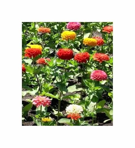 Pcs - 30x Zinnia Dahlias Flowered Mix-Samen Rose Jardin Plant Semences KS337 - Seeds & Plants Shop by Ipsa