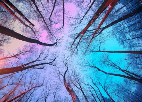 Puzzle 1000 Teile,Puzzle Erwachsene, EIN Herausforderndes R채tsel,Puzzlespiele f체r Die Ganze Familie,Geschenke f체r Frauen,Geschenke f체r M채nner,Thema:Himmel unter Zweigen