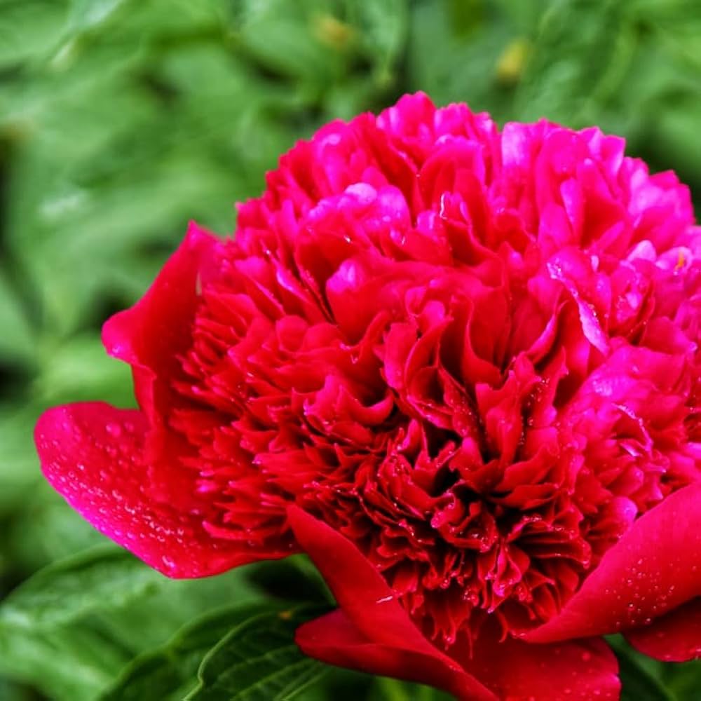 芍薬苗　リヨウスイ Amazon.co.jp: 花 苗 芍薬 18cmポット 赤花種 花苗 大株