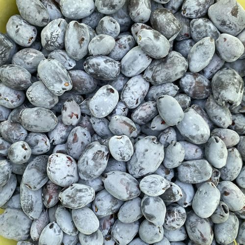 アンテナショップPiPaセレクト 美唄産のハスカップ1.0kg(500g×2)