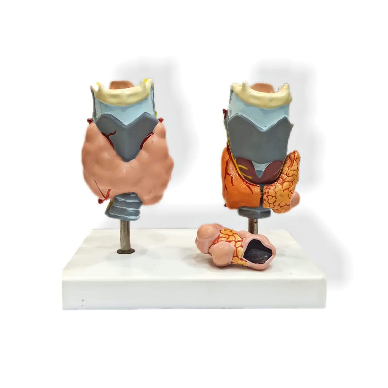 Kay Kay Industries Thyroid Disease/Pathology Model (B092CKSBW6) Amazon Price History, Amazon Price Tracker
