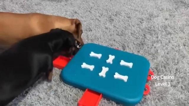 Outward Hound by Nina Ottosson Dog Casino Treat Puzzle Enrichment