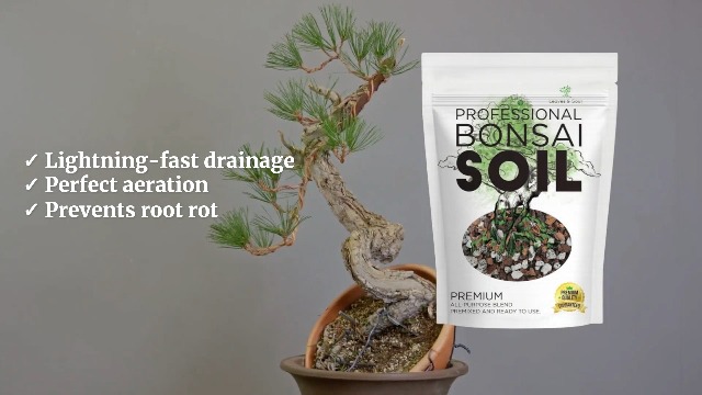 bonsai trees wholesale Bonsai Tree Bundle