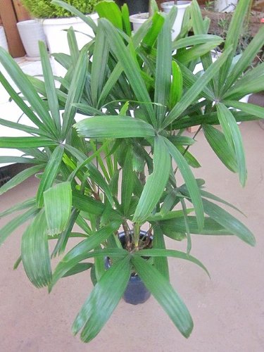 Amazon｜カンノンチク 8号 観音竹｜観葉植物 オンライン通販