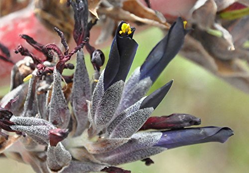 Amazon.co.jp: 【種子】Puya coerulea var. Violacea◇プヤ属