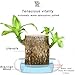 Brazilian Wood Lucky Plant - Potted With Ceramic Tray for Desktop Decoration, Easy Grow/Care (A)