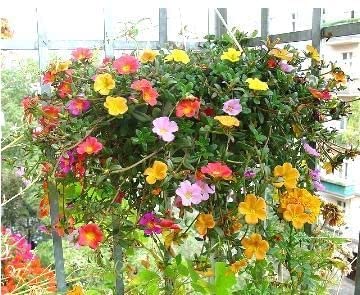 JooGTooK Portulaca Grandiflora/Purslane Live Plant (4 Colours) with Black 3.5 inch Pot (B0B2WS8FR9) Amazon Price History, Amazon Price Tracker