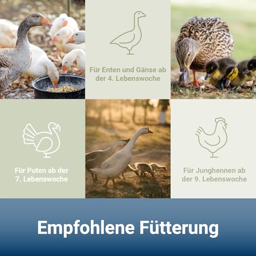 PANTO Hühnerfutter Wassergeflügelkorn 25 kg – Geflügelfutter zur Geflügelzucht für Enten, Gänse, Puten, Junghennen, Masthühner, Strauße