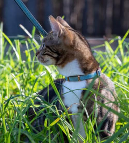 Rogz Urban Katzenhalsband, türkisfarbener Mond mit Sicherheitsschnalle