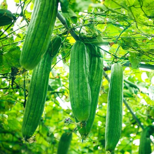 KLETTERPFLANZEN-SAMMLUNG | 5 Saatbeutel | Blauregen | Klettererdbeeren | Passionsblumen | Luffa | Blaue Prunkwinde (Ipomea)