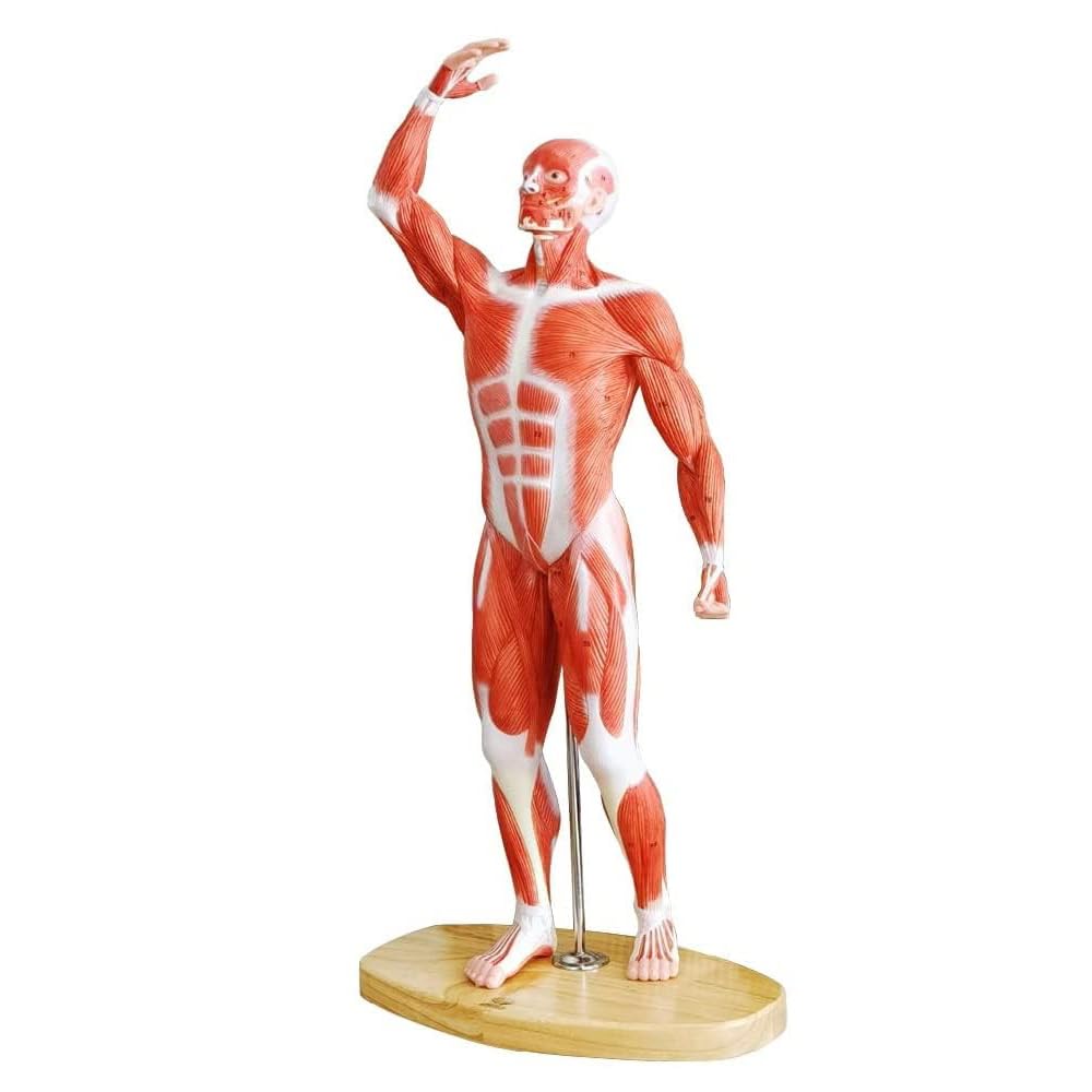 EVOTECH SCIENTIFIC Un modèle de squelette humain 1/4 grandeur de 21 pouces de haut pour l'anatomie, y compris le crâne, la colonne vertébrale, les os, les mains articulaires et les pieds