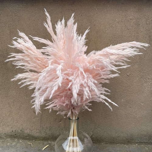 Pampas Grass Large 10Pcs Pink Dried Flower Decor miniatura 3