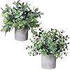 Winlyn Set of 2 Faux Mini Potted Plants Artificial Eucalyptus Boxwood Plants in Pots Fake Greenery Arrangement for Rustic Farmhouse Indoor Table Centerpiece Mantel Shelf Kitchen Office Desk Decor