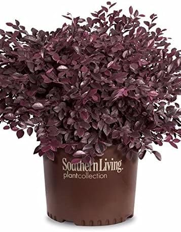 Miniatura 3 de Southern Living Plant Collection Daydream Enano Loropetalum (2.5 cuartos de galón) Arbusto compacto de hoja perenne con flores rosadas, pleno sol a