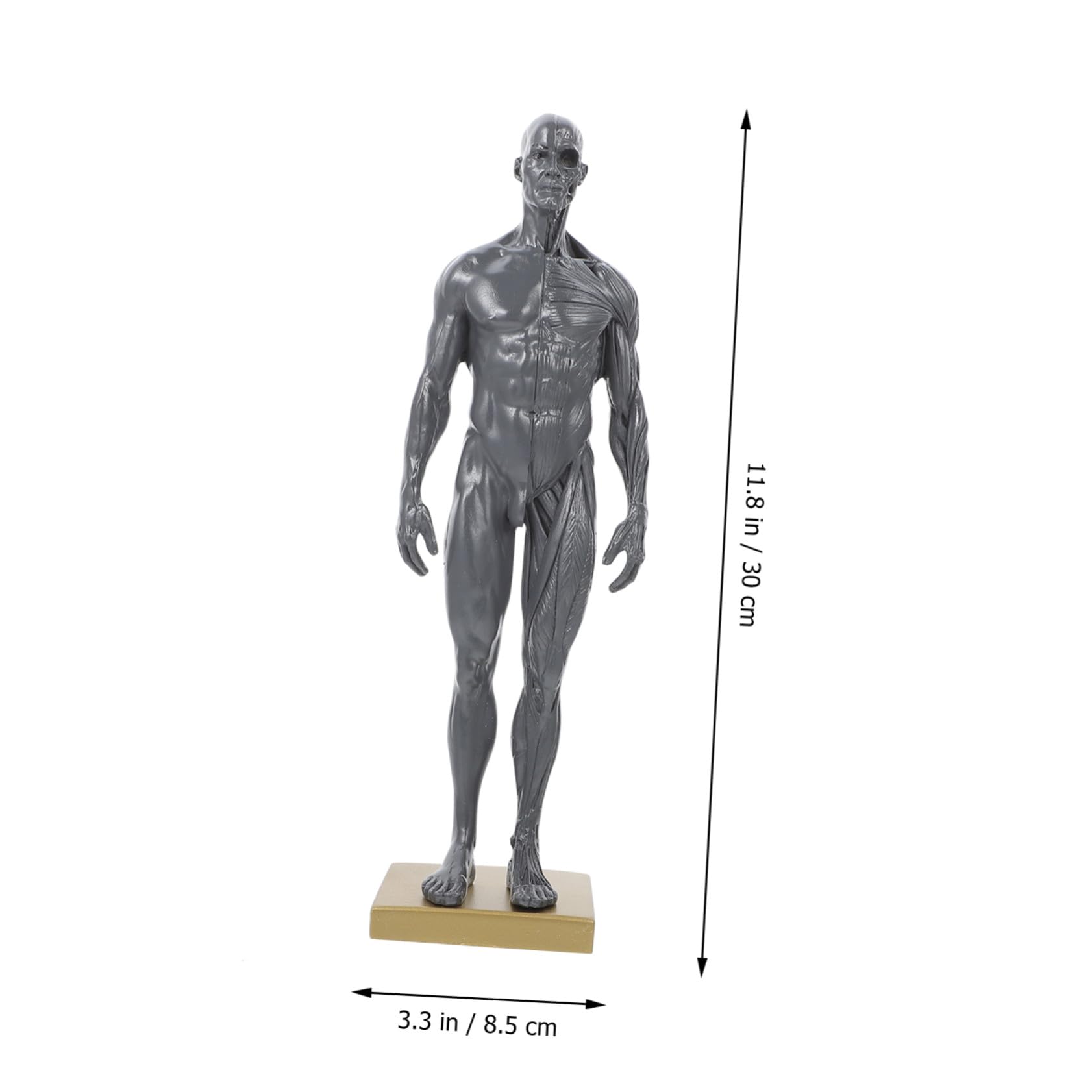 Cabilock Modèle Miniature du Système Musculaire Humain en Résine pour L'enseignement en Laboratoire et École, Instrument D'apprentissage et Affichage Anatomique Précis Couleur Aléatoire