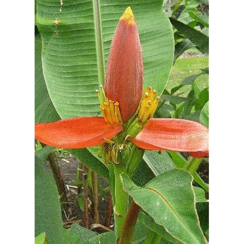 TROPICA - Flowering Banana Red (Pink) (Musa ornata 'red') - 10 Seeds - Tropical Magic Cover