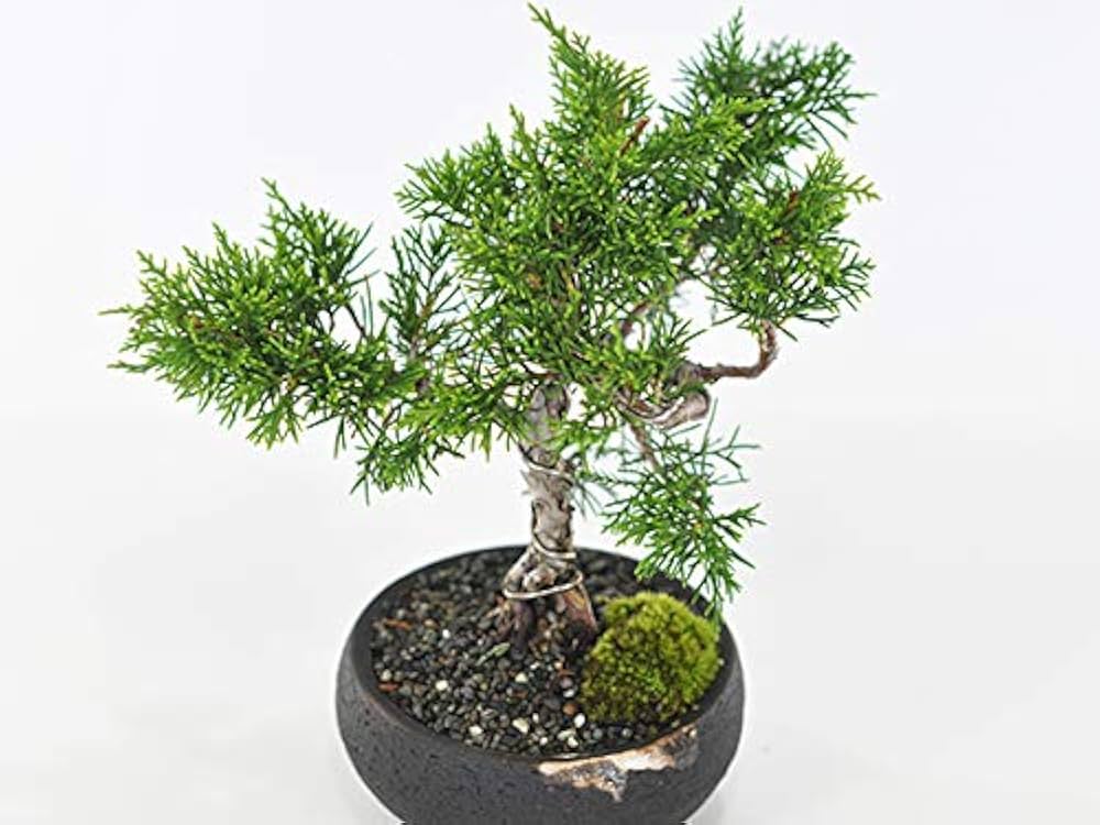 Amazon.co.jp: 盆栽妙 ミニ真柏 50293A2186 : DIY・工具・ガーデン