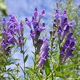 300+ Scutellaria Seeds for Planting, Perennial Skullcap Seed, Non-GMO Heirloom Herbaceous Skullcap Seeds for Garden Beds Borders Outdoor