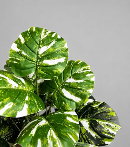 Image of Cocco.BUA Artificial Plant with Black Pot, 18 Leaves, 76 CM (2.5 Feet) (Philodendron Plant)