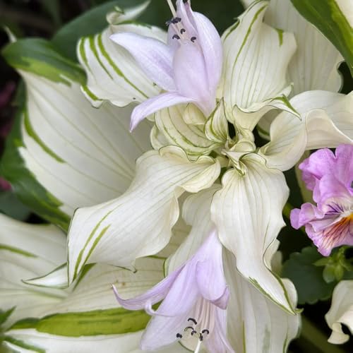 semillas de hosta resistentes - decoración 1200pcs