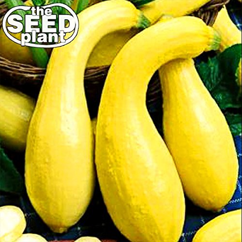 Grow Squash in Containers Container Garden Club