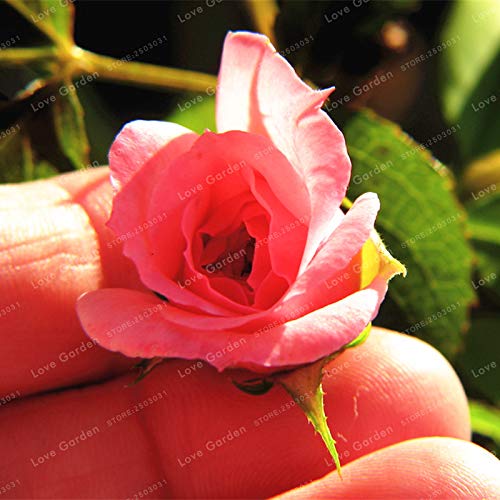 Graines De Rosiers Miniatures Pour Le Jardinage, Rose Ensemble De 100 Pièces
