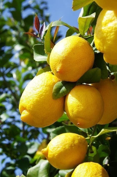 Image of GreenWorld Special All Time Big Size Kolkata Pati Lemon /Nimboo (GRAFTED /Guti Kolom) Live Plant,Healthy & Air Layered Plant,''Fruit After 3 to 6 Month''