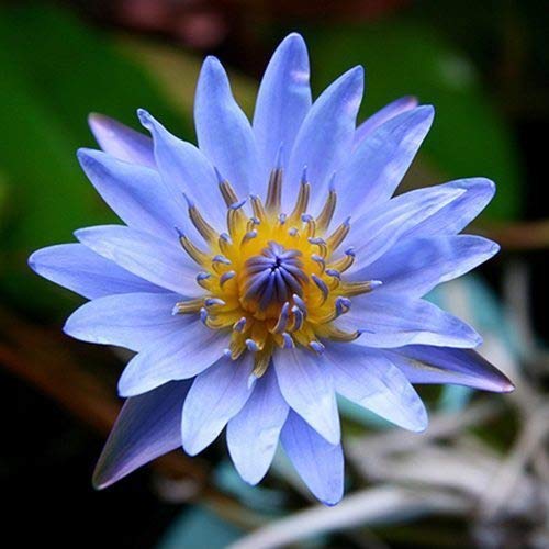 Amazon.com : Florida Water Lily Bundle - 4 Pre-Grown Hardy