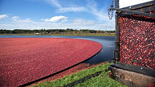Image of Ocean Spray 100% Juice Cranberry Blackberry, 64 Ounce Bottles (Pack of 8)