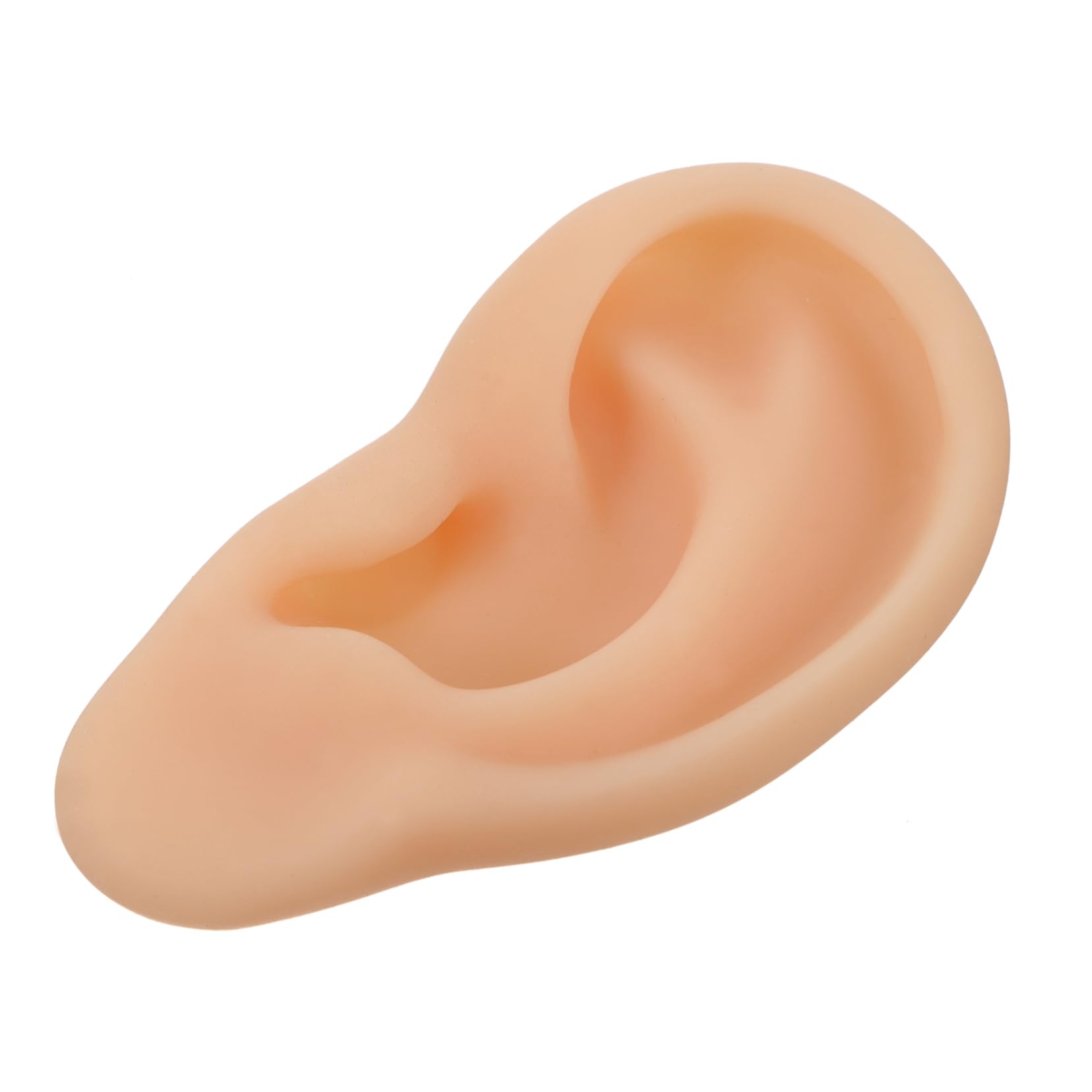 Didiseaon Professional Ear Display Model Silicone Portable Easy to Use for Consultants