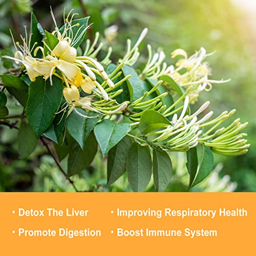 Image of Olvvla - Dried Honeysuckle Flowers, 2.5oz /71g, Jin Yin Hua Loose Buds | Natural honeysuckle flowers, Chinese edible Jin Yin Hua loose buds, caffeine-free for herbal tea infusions