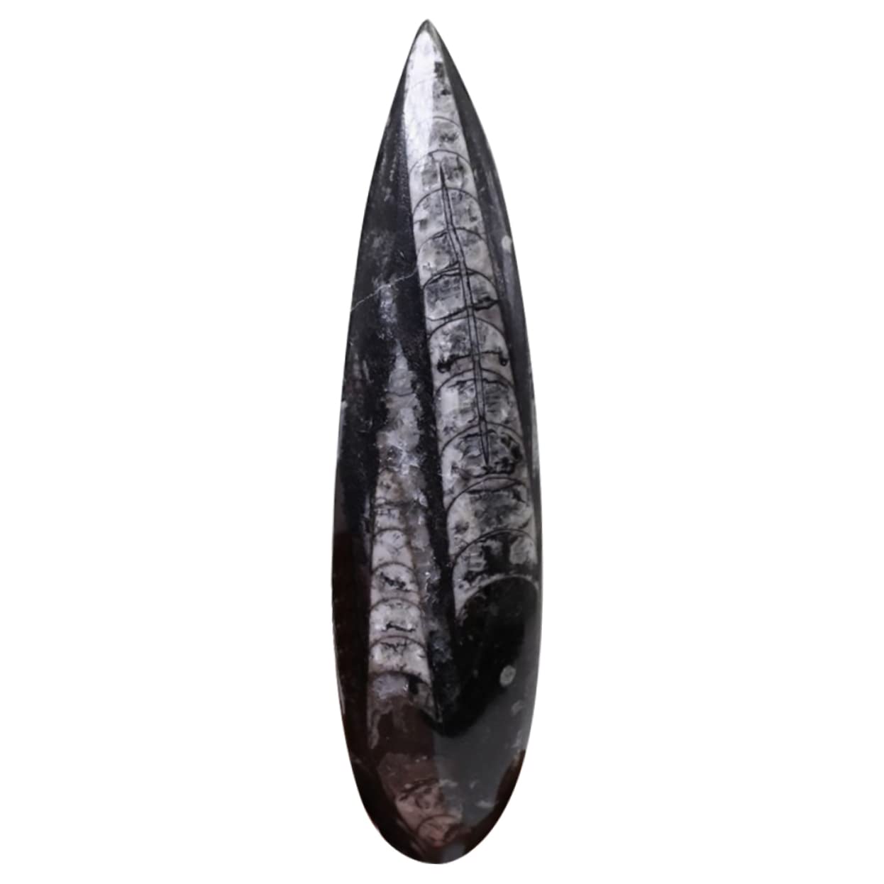ERINGOGO Modelo de Simulación de Fósil de Ortoceras Negro de Mineral para Decoración y Enriquecimiento Educativo en Aula o Fiesta