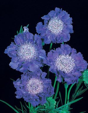 Scabiosa caucasica FAMA Deep Blue 100 Seeds