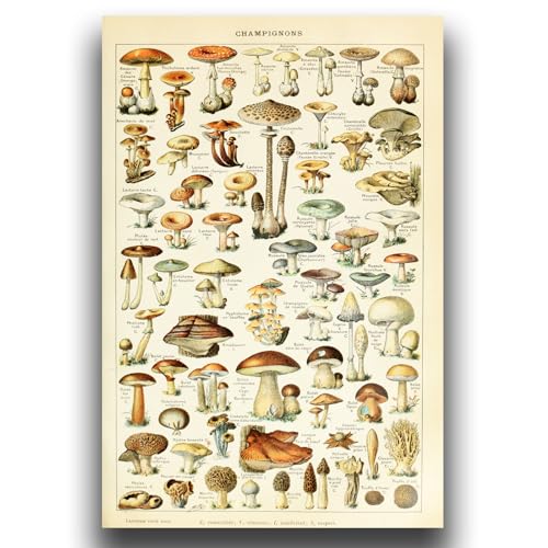 OKRA Vintage Mushroom Poster - Nature Canvas Wall Art - Champignons Identification Reference Chart - Botanical Print Rustic Home Decor for Farmhouse Kindergarten Unframed(16×24in/40×60cm)…