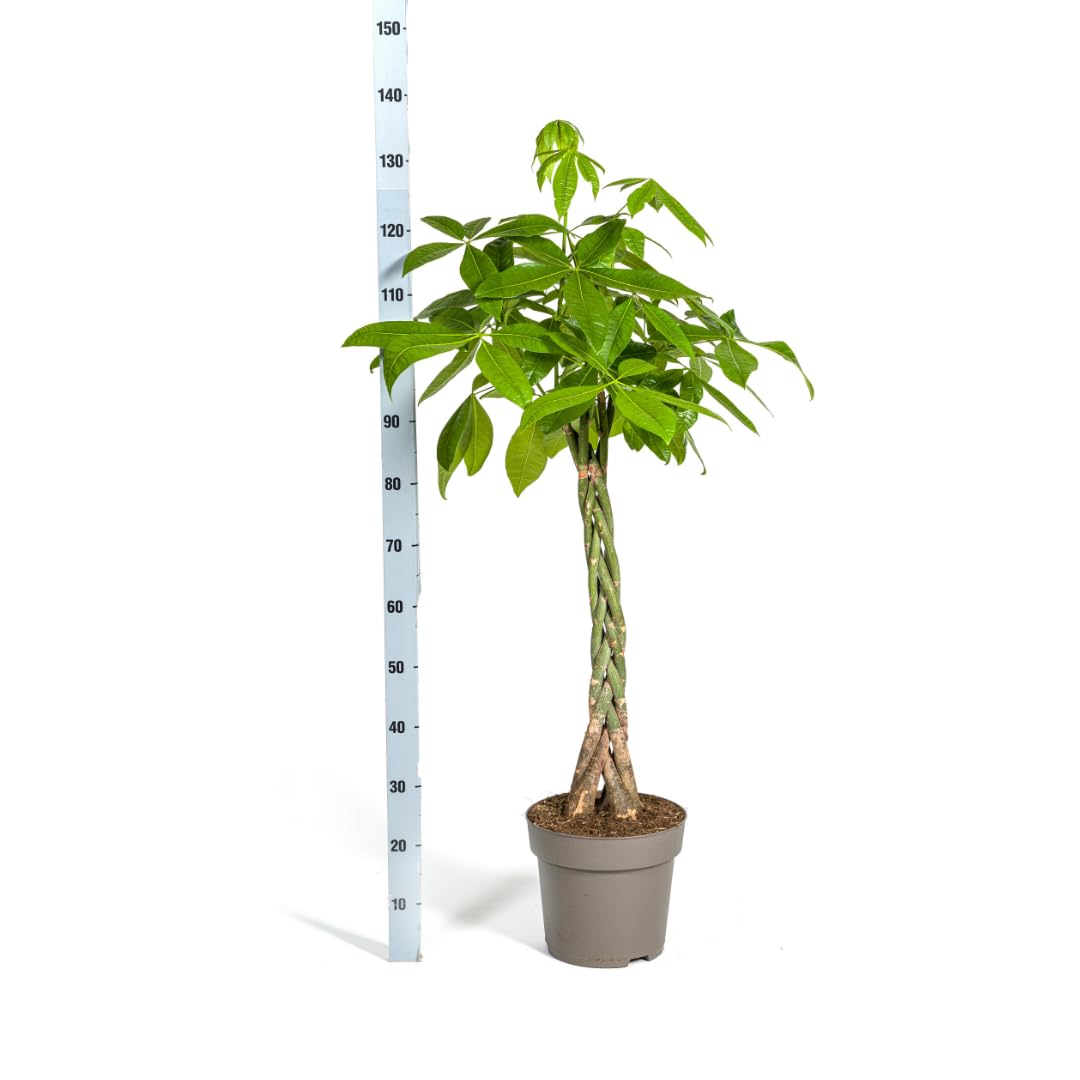 Pachira Aquatica - 130-150cm - Ø27cm - Roślina doniczkowa - Zimozielony
