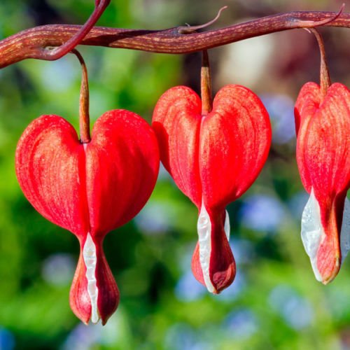 Bleeding Heart Seeds Red Elegance to Any Shade Garden Heirloom10 Seeds