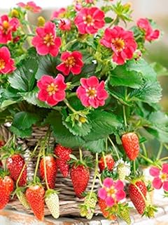 四季成りで鈴成りになる「いちご」 トリスタン 1株