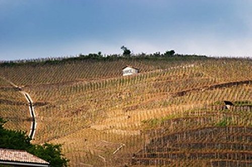 Terraced Vineyards in the Cote Rotie District Poster Print by Per Karlsson (27 x 18)