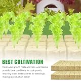 VEGOATY 200 sztuk wełny kamiennej kostki 2,5 x 2,5 x 2,5 cm Rockwool Cube mata do uprawy wełny kamiennej do uprawy hydroponiki, do bezglebowych sadzonek, sadzonek, roślin klonowanych