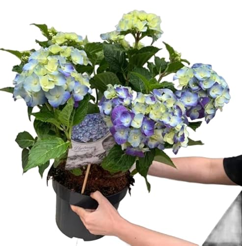 Hydrangea Macrophylla Azul Planta con Flores Elegantes y Vistosas - Hortensia