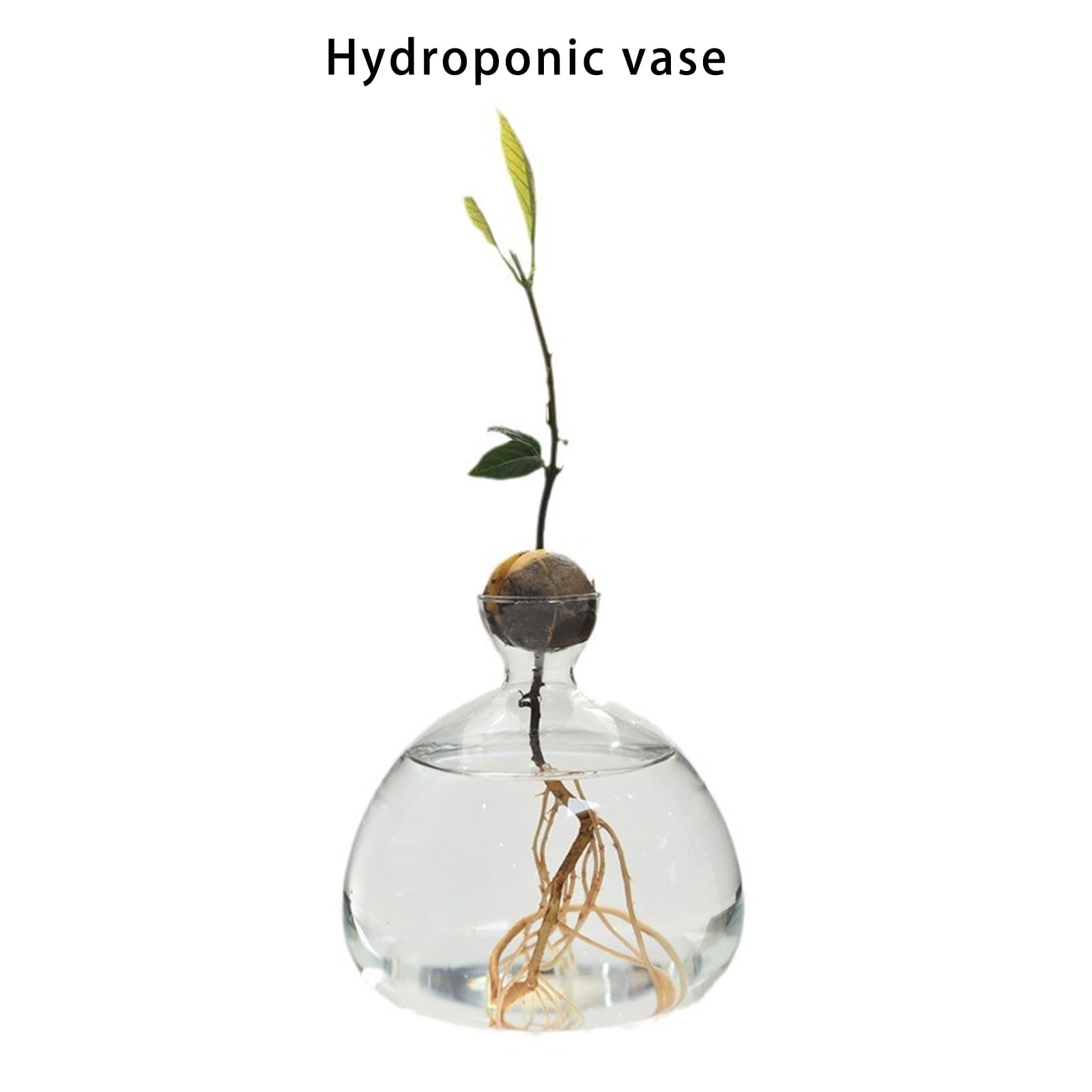 Vase de démarrage pour Avocat en Verre Transparent, récipient de Propagation hydroponique pour Fleurs, Cadeau pour la Maison et Le Bureau, décorations de Bureau