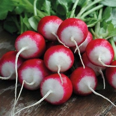 Radis Jardinerie SEEDS 200 Sparkler Radis Graines