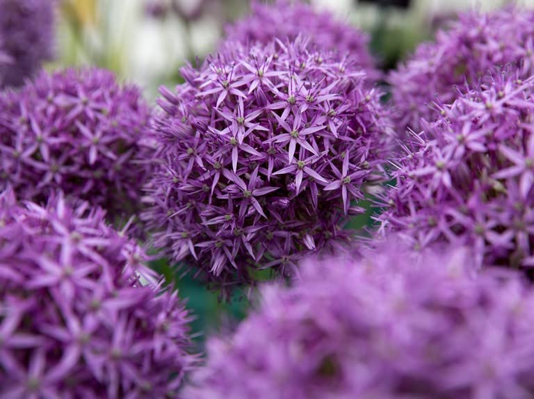 Floriculture Greens IMP. Allium Flower Bulbs for Flowers Home Outdoor Gardening Plants Flowering Bulbs (Pack Of 4, The Purple Caila Allium)