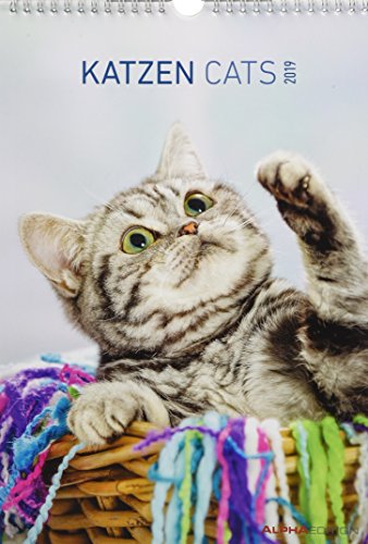 Preisvergleich Produktbild Katzen 2019 - Cats - Bildkalender (24 x 34) - Tierkalender