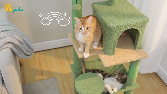 Amazon | PETEPELA(ぺテぺラ) キャットタワー スリム コンパクト