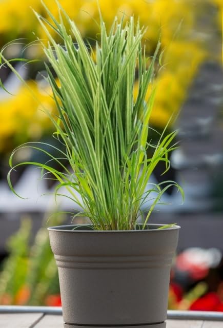 See full amazon price history chart for The Gifti Refreshing Lemon Grass Natural Tea Live Plant outdoor Medicinal Plant for Home Garden The Gifti Refreshing Lemon Grass Natural Tea Live Plant outdoor Medicinal Plant for Home Garden (B0CCL5WTWS) Amazon Price History, Amazon Price Tracker